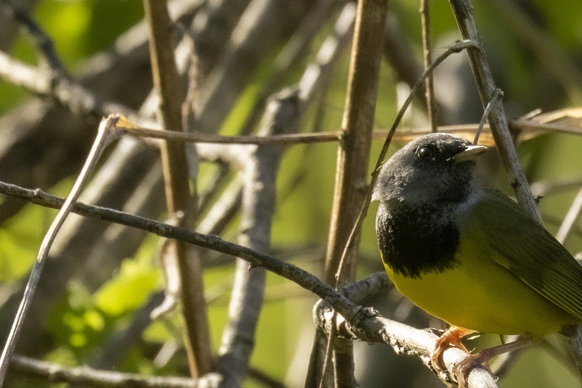 Mourning Warbler - Ed kendall