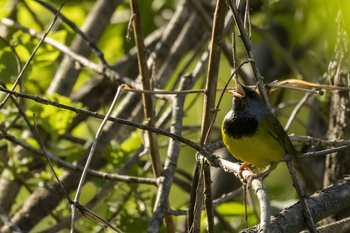 Mourning Warbler - Ed kendall