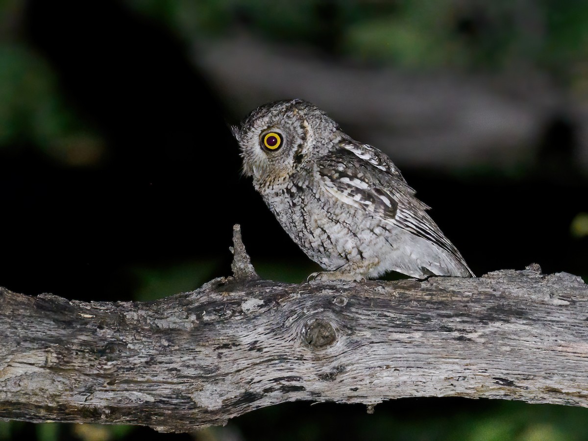 Whiskered Screech-Owl - Nick Athanas