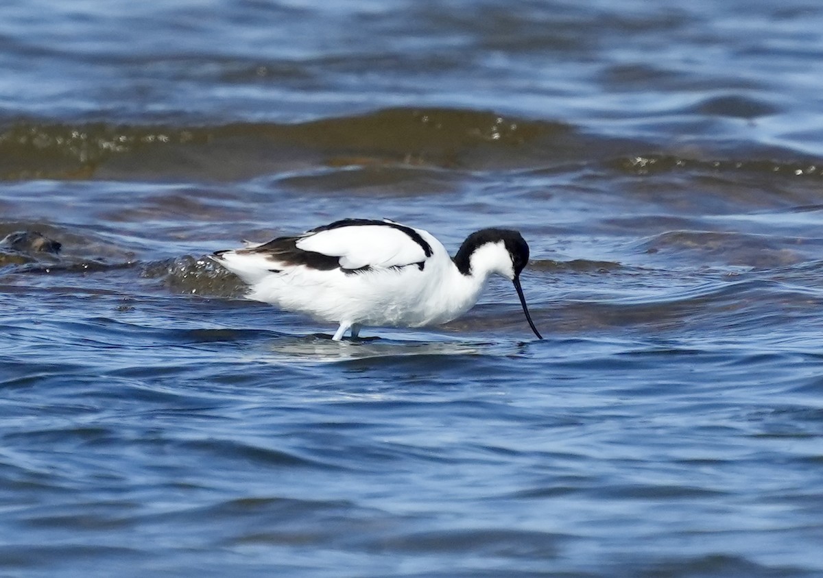 Pied Avocet - Anthony Schlencker