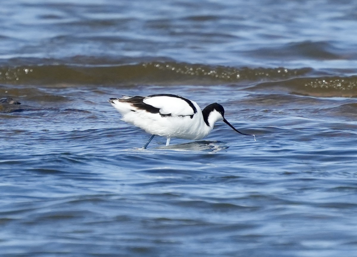 Pied Avocet - Anthony Schlencker