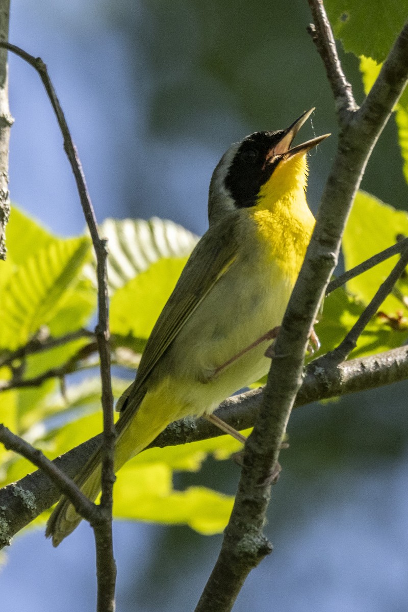 Common Yellowthroat - Ed kendall