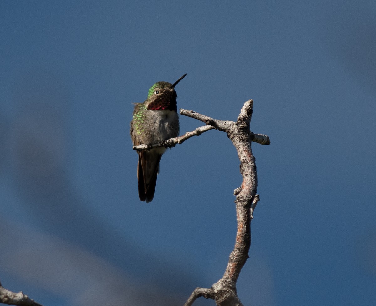 Broad-tailed Hummingbird - Ethan Cleveland