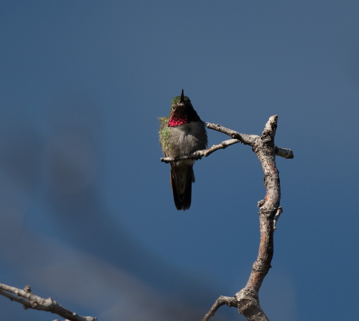 Broad-tailed Hummingbird - Ethan Cleveland