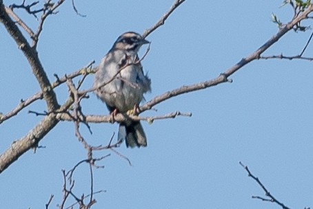 Lark Sparrow - ML619528704