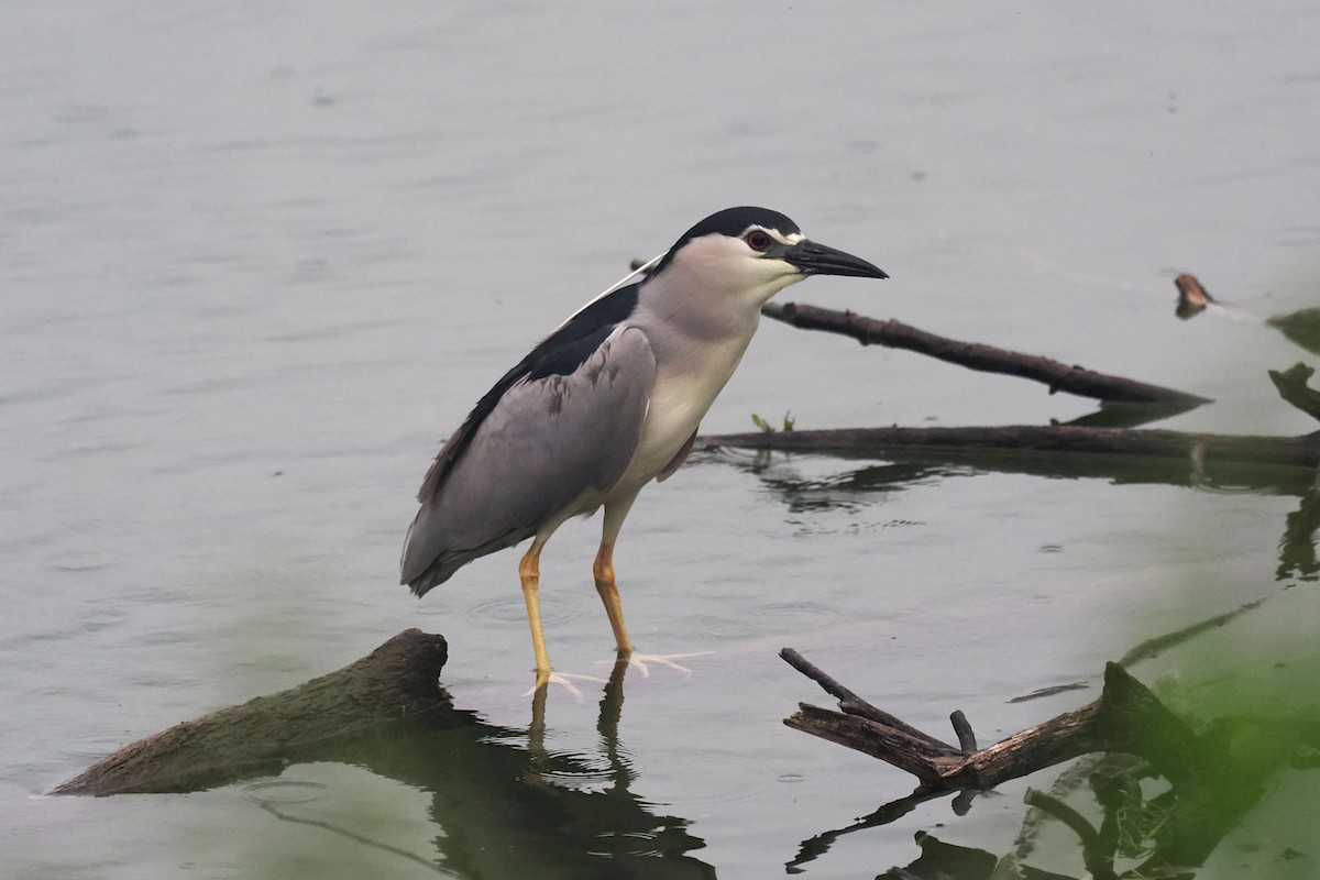 Black-crowned Night Heron - Donna Pomeroy