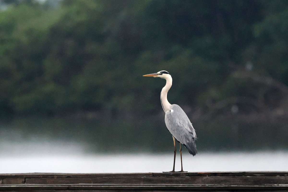 Gray Heron - Donna Pomeroy