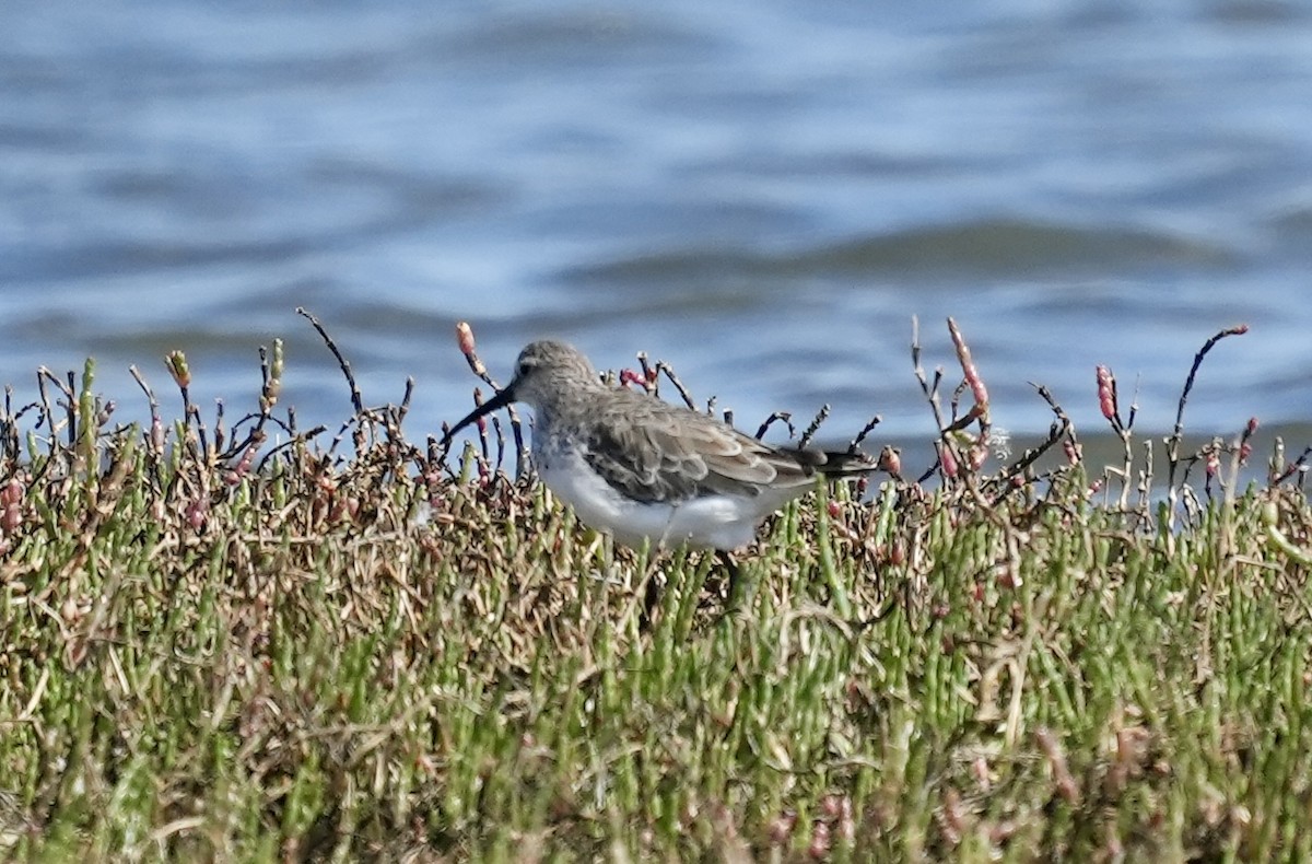 Curlew Sandpiper - Anthony Schlencker