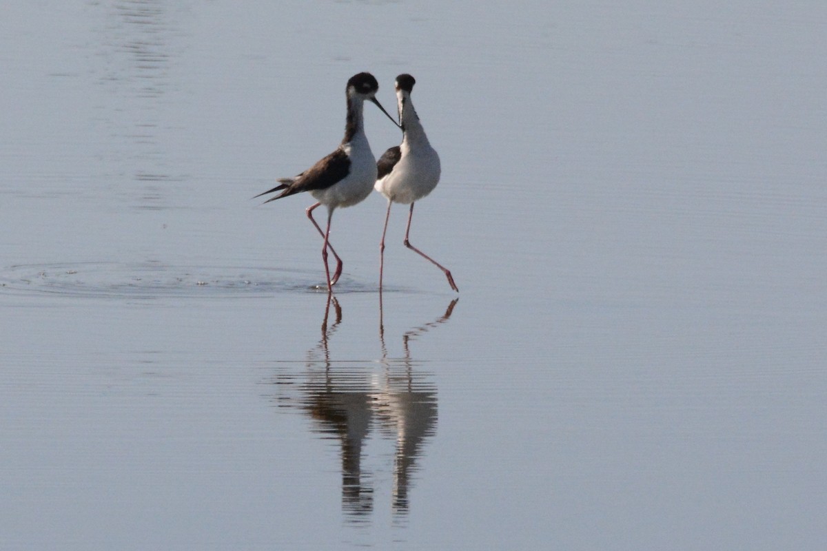 Black-necked Stilt - Cathy Pasterczyk