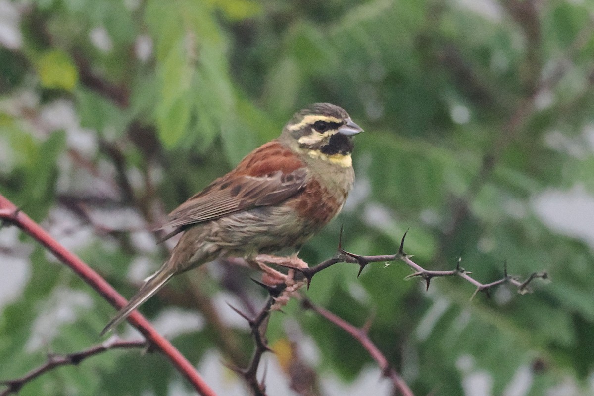 Cirl Bunting - Donna Pomeroy