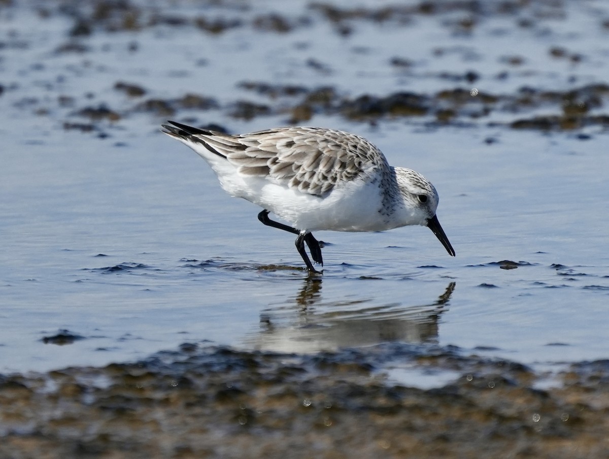 Sanderling - Anthony Schlencker