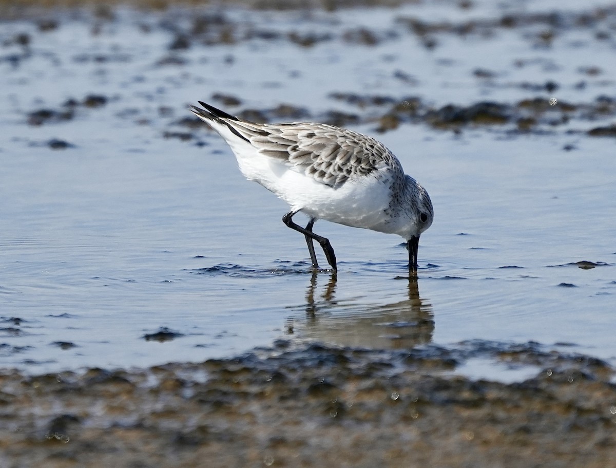 Sanderling - Anthony Schlencker