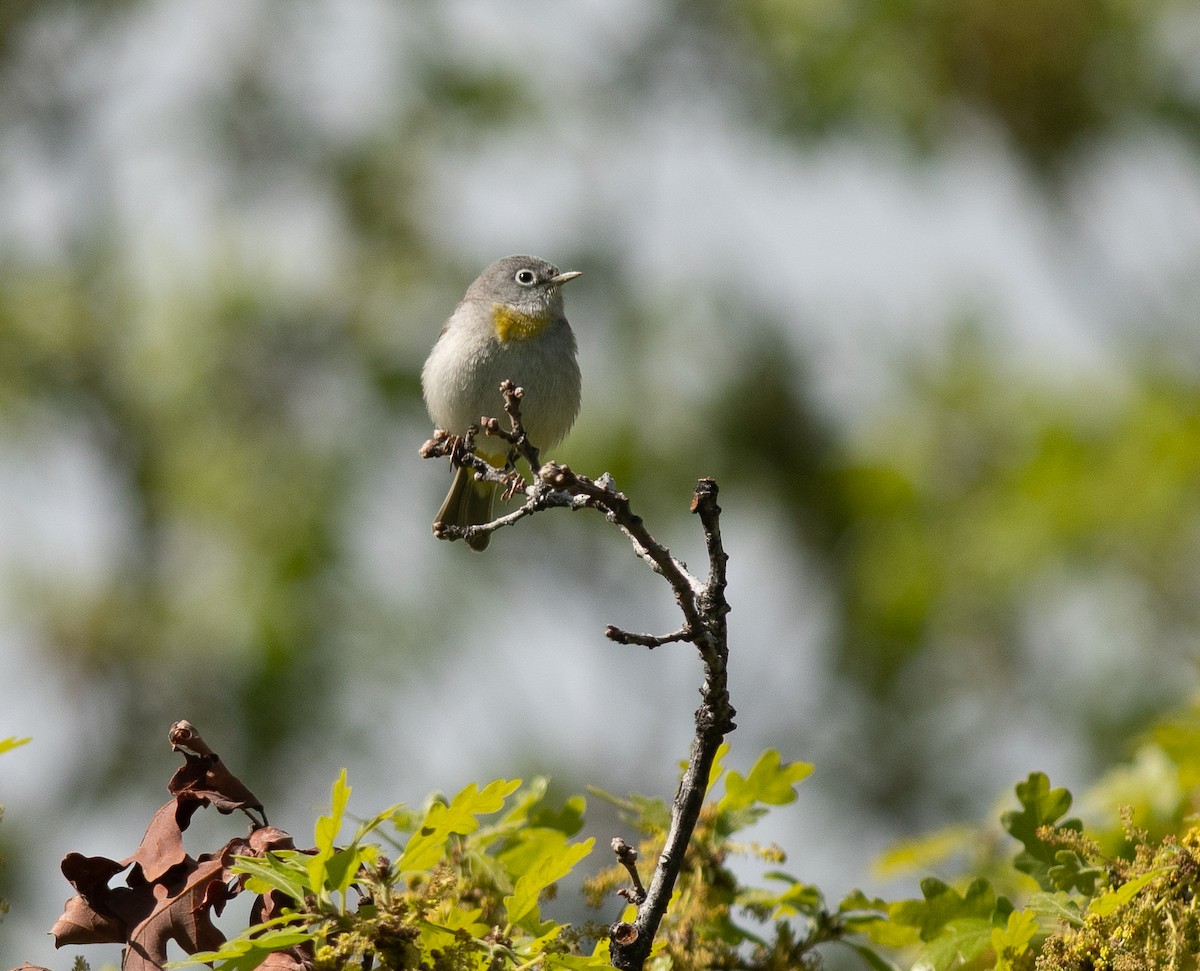 Virginia's Warbler - Ethan Cleveland