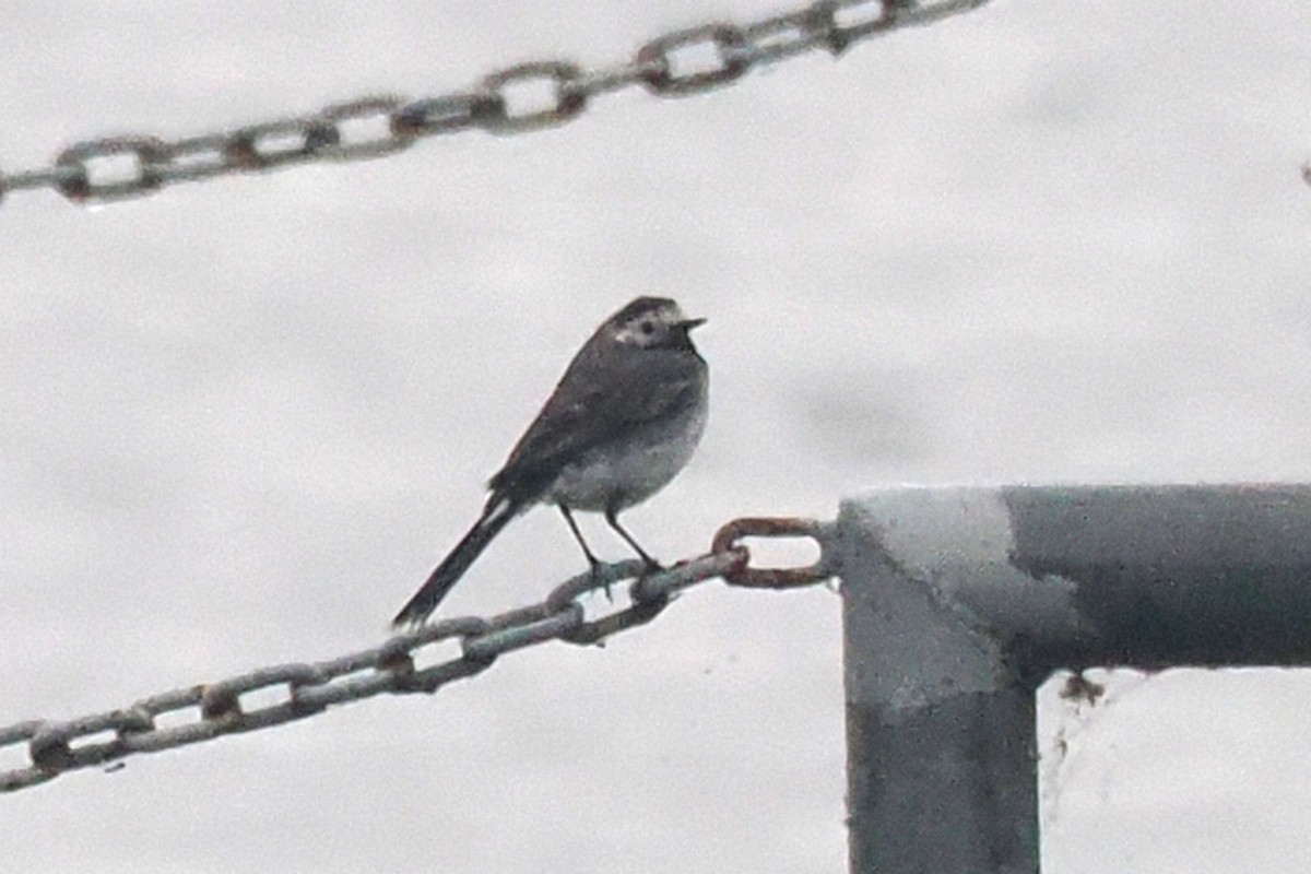 White Wagtail - Donna Pomeroy