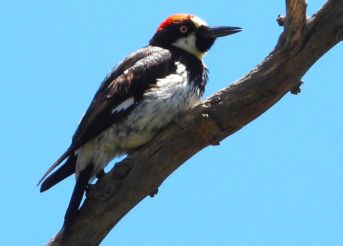 Acorn Woodpecker - Douglas Long