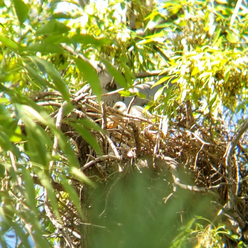 Cooper's Hawk - Moe Alqallaf