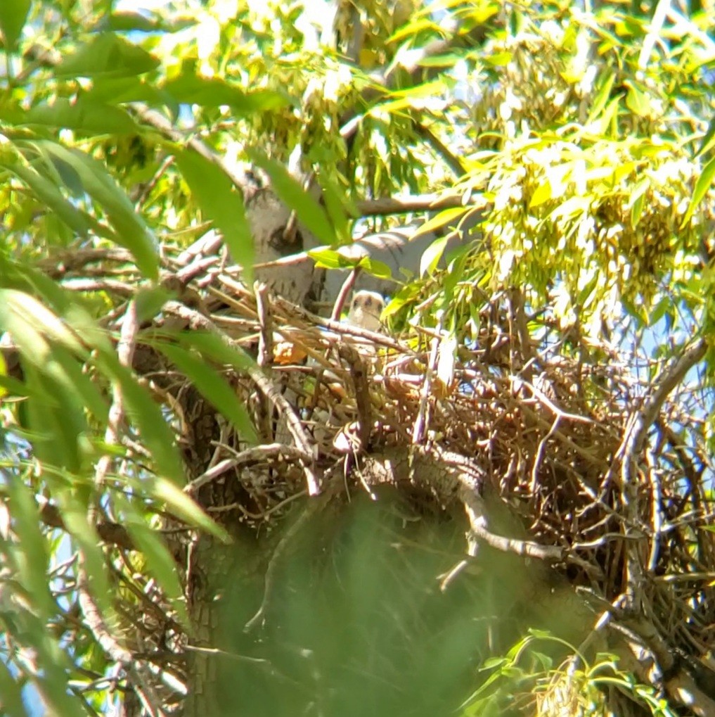 Cooper's Hawk - Moe Alqallaf