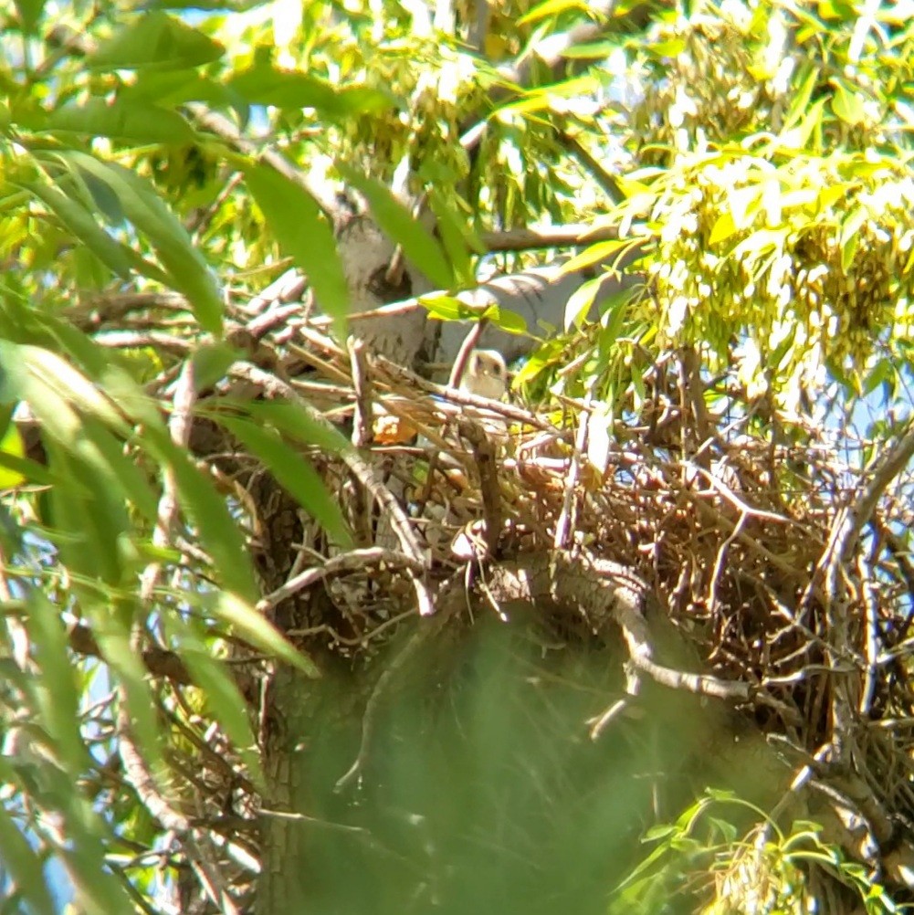 Cooper's Hawk - Moe Alqallaf