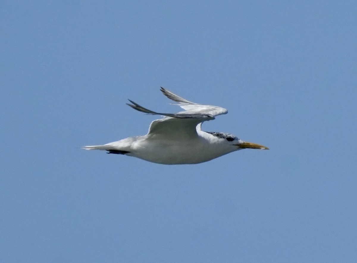 Great Crested Tern - Anthony Schlencker