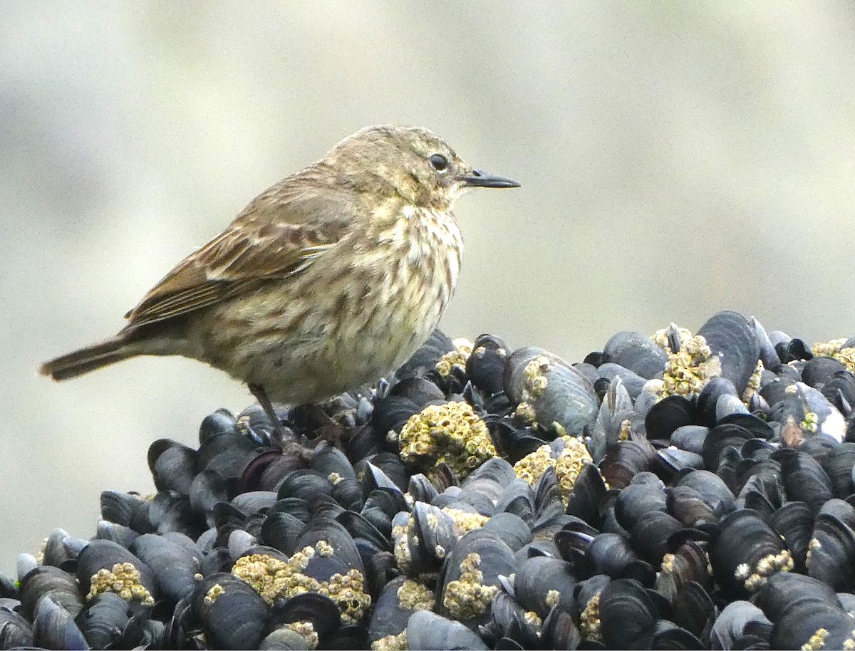 Rock Pipit - Rachel Hufton