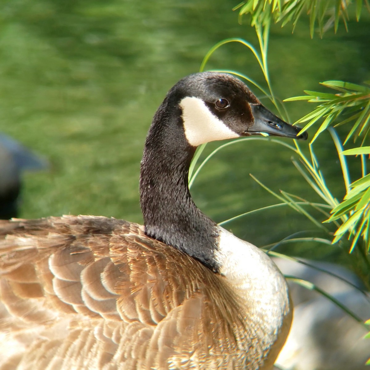 Canada Goose - ML619528747