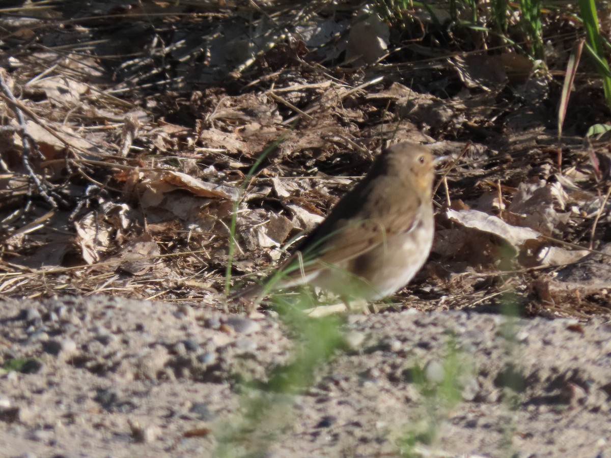 Swainson's Thrush - Bob Hargis