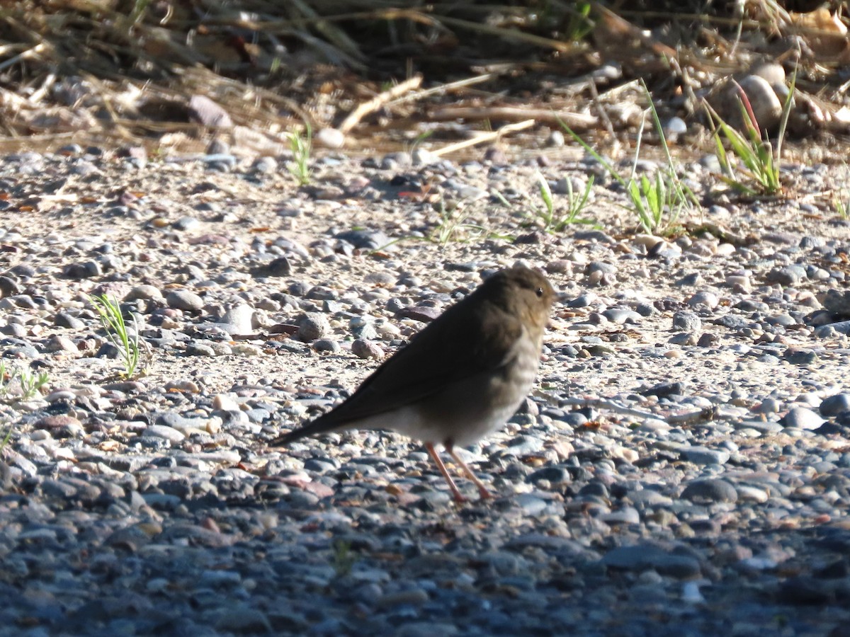 Swainson's Thrush - Bob Hargis