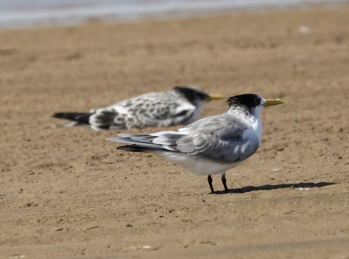 Great Crested Tern - Anthony Schlencker