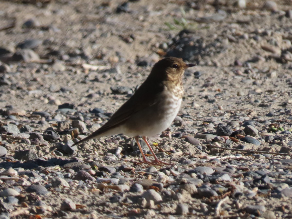 Swainson's Thrush - Bob Hargis