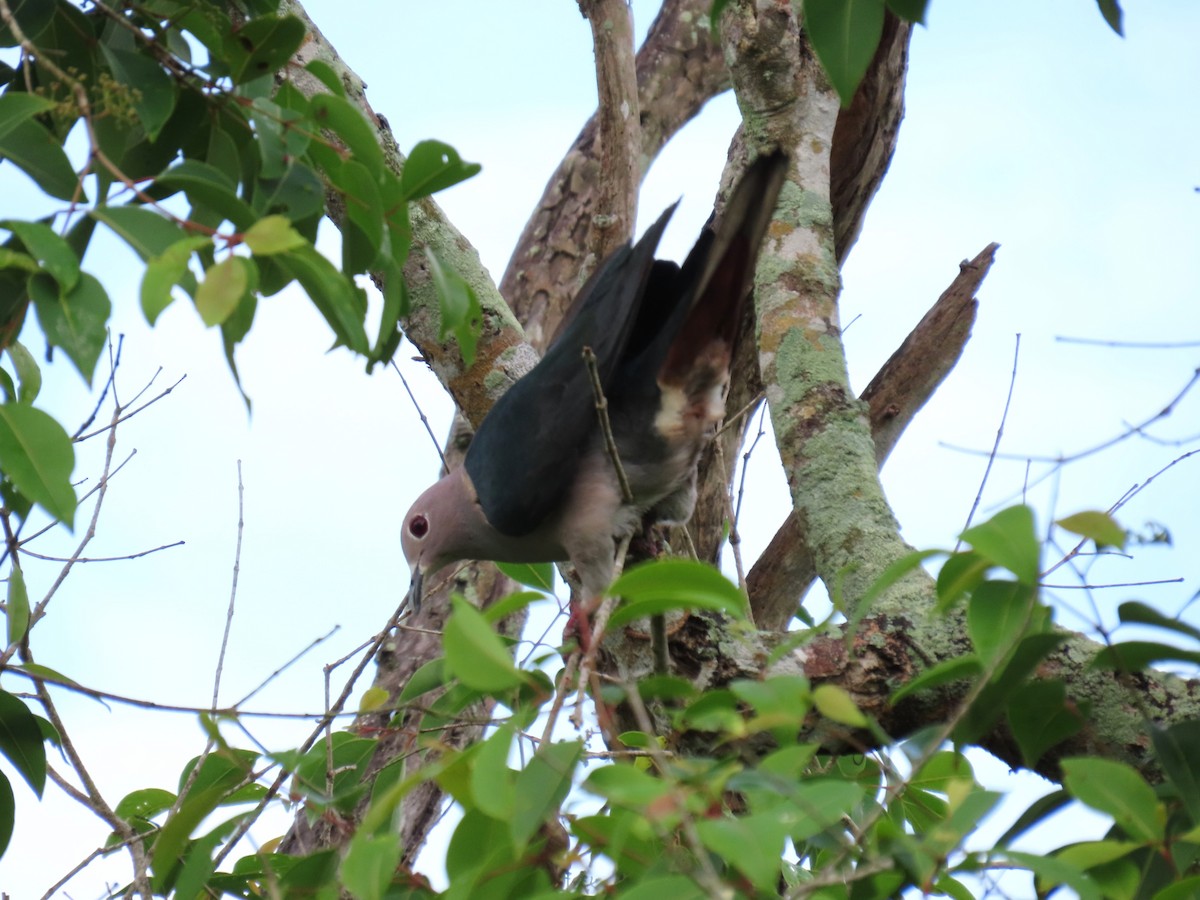 Green Imperial-Pigeon - Bosco Chan