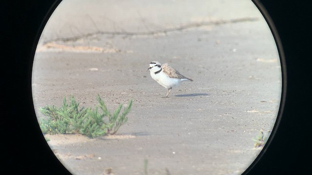 Snowy Plover - ML619528755