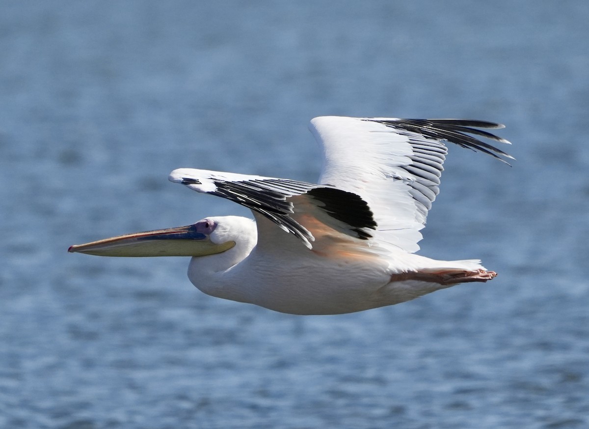 Great White Pelican - Anthony Schlencker