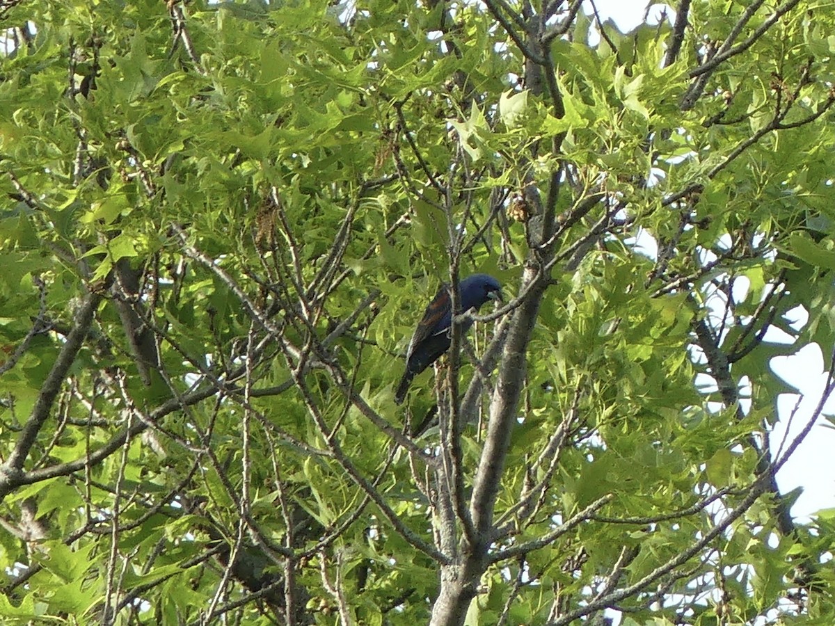 Blue Grosbeak - beau schaefer