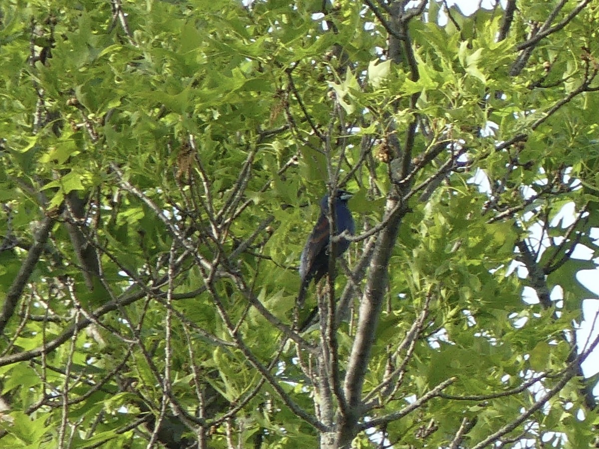 Blue Grosbeak - beau schaefer