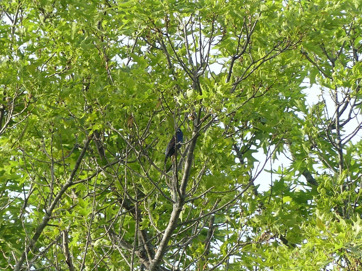 Blue Grosbeak - beau schaefer