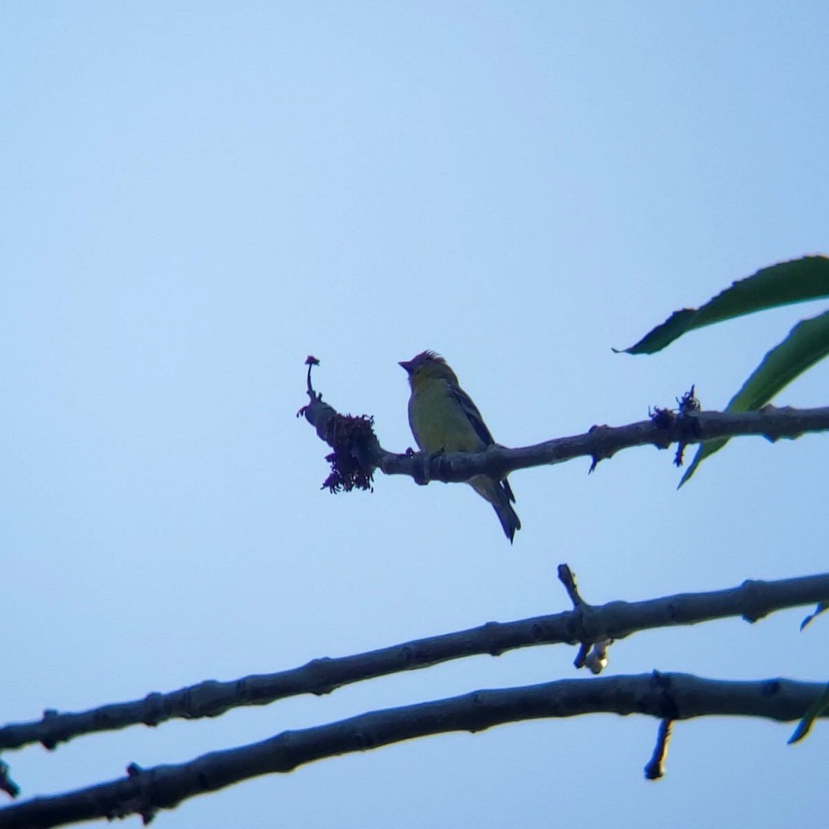 Lesser Goldfinch - Moe Alqallaf