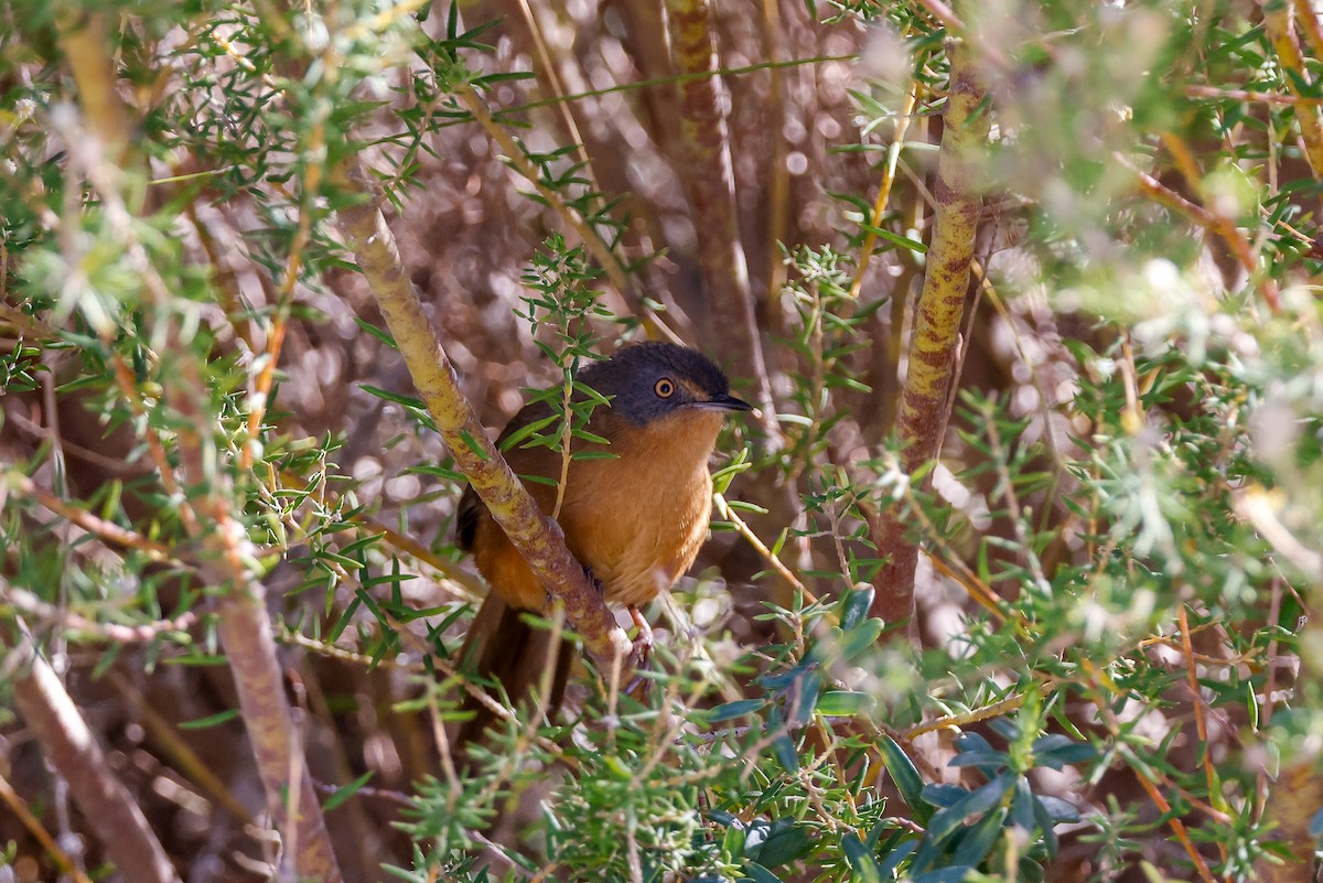 Victorin's Warbler - Tommy Pedersen