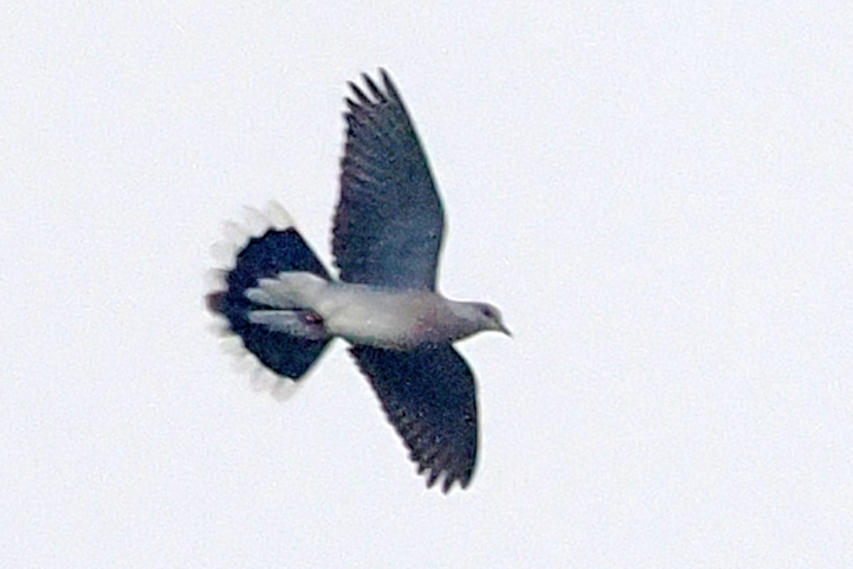 European Turtle-Dove - Donna Pomeroy