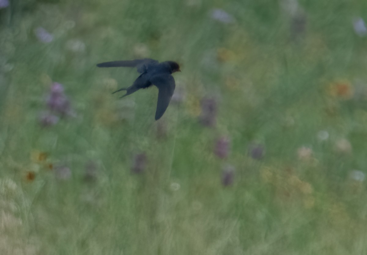 Barn Swallow - Pat Tomsho