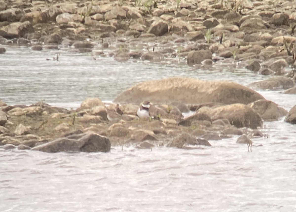 Semipalmated Plover - François-Xavier Grandmont