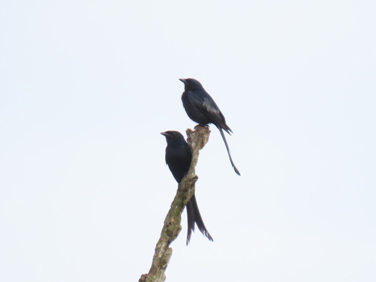 Black Drongo - Bosco Chan