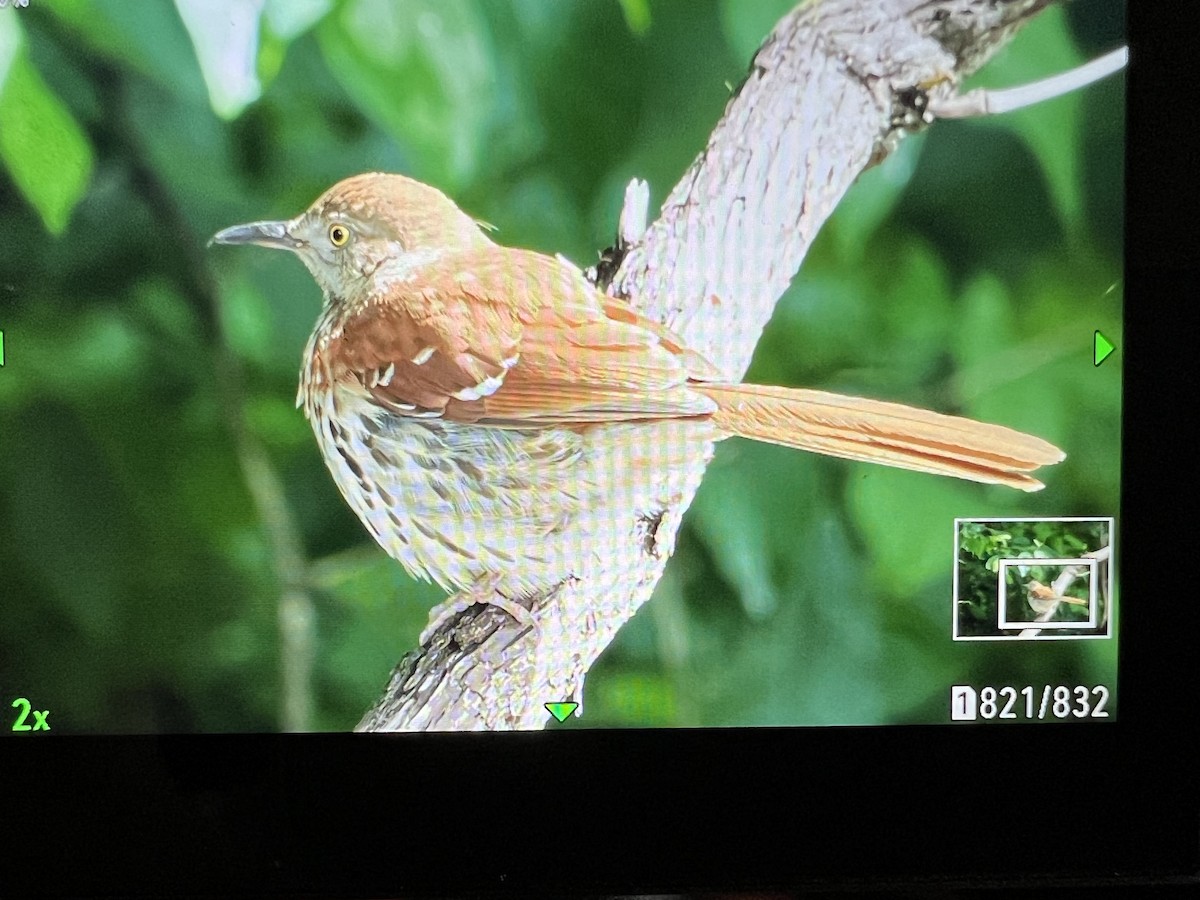 Brown Thrasher - Elizabeth Baldwin