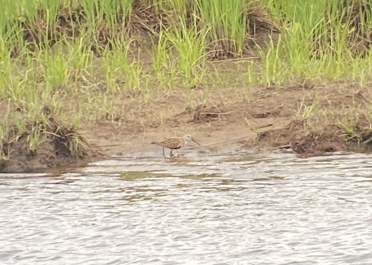 Dunlin - François-Xavier Grandmont