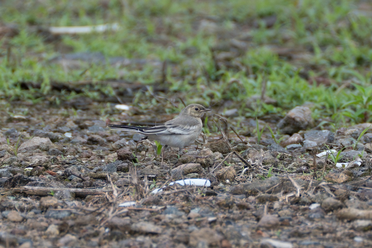 White Wagtail - Fran Kim