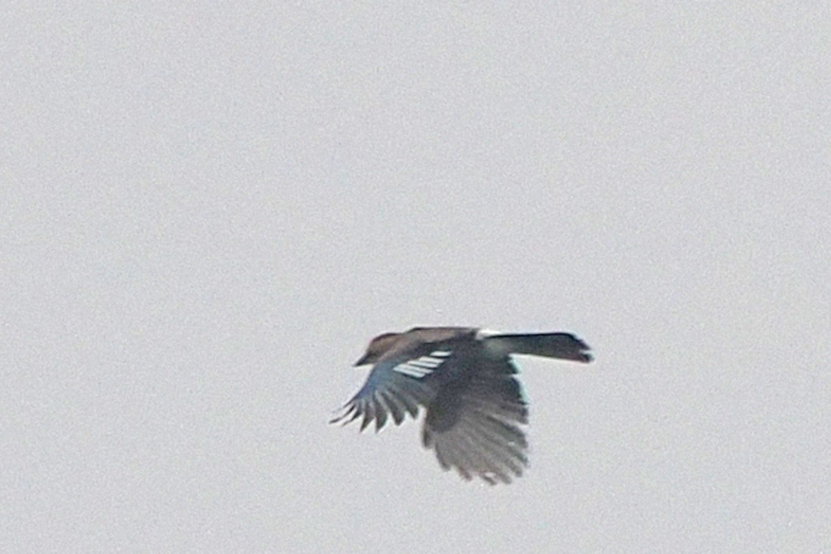 Eurasian Jay - Donna Pomeroy