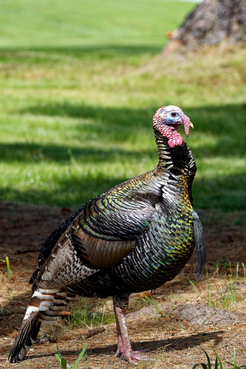 Wild Turkey - Zhennong Li