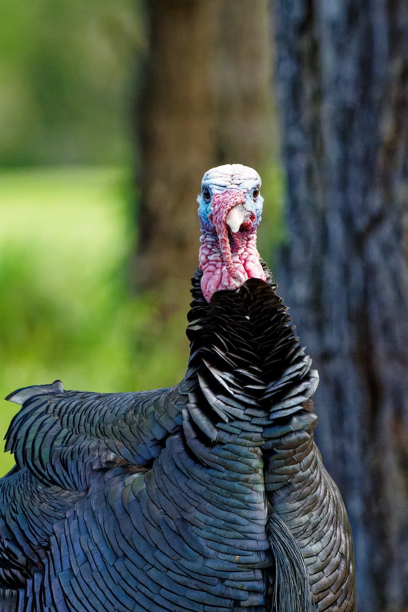 Wild Turkey - Zhennong Li