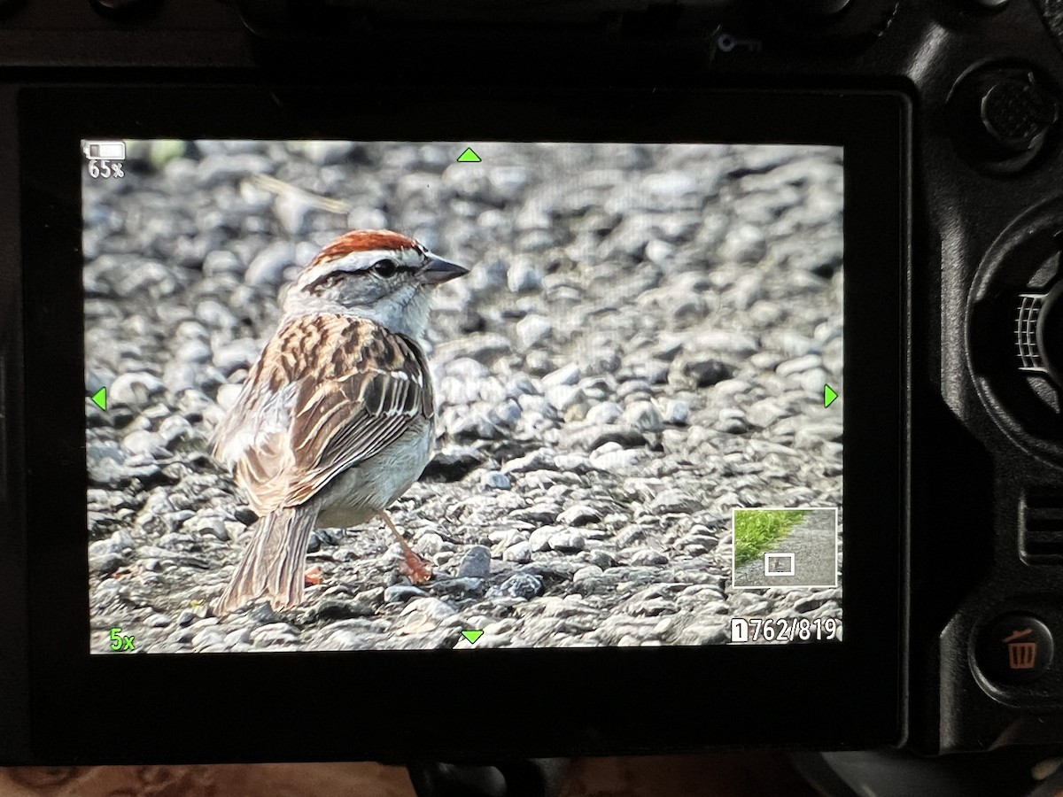 Chipping Sparrow - ML619528828