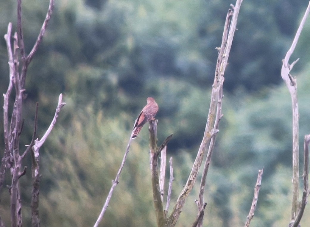 Common Cuckoo - Martin  Flack