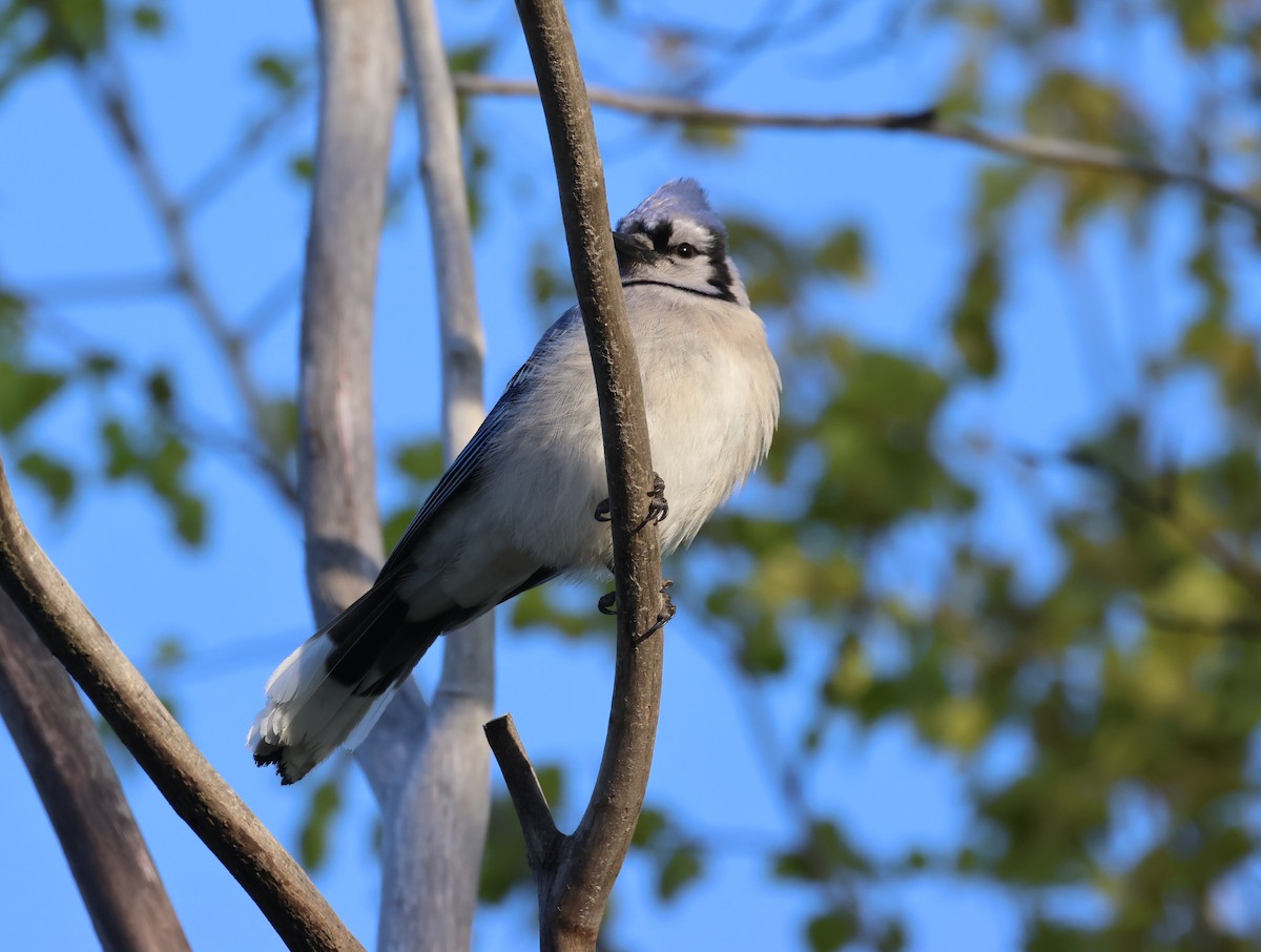 Blue Jay - Pam Rasmussen